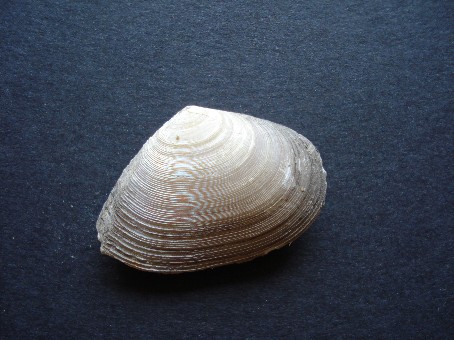 Tellina serrata